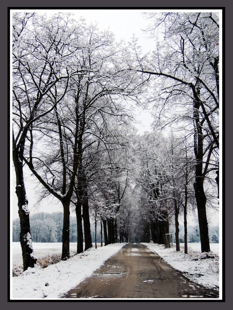 Winter-Allee als Kontrast zur momentanen Hitze