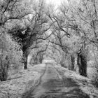 Winter-Allee