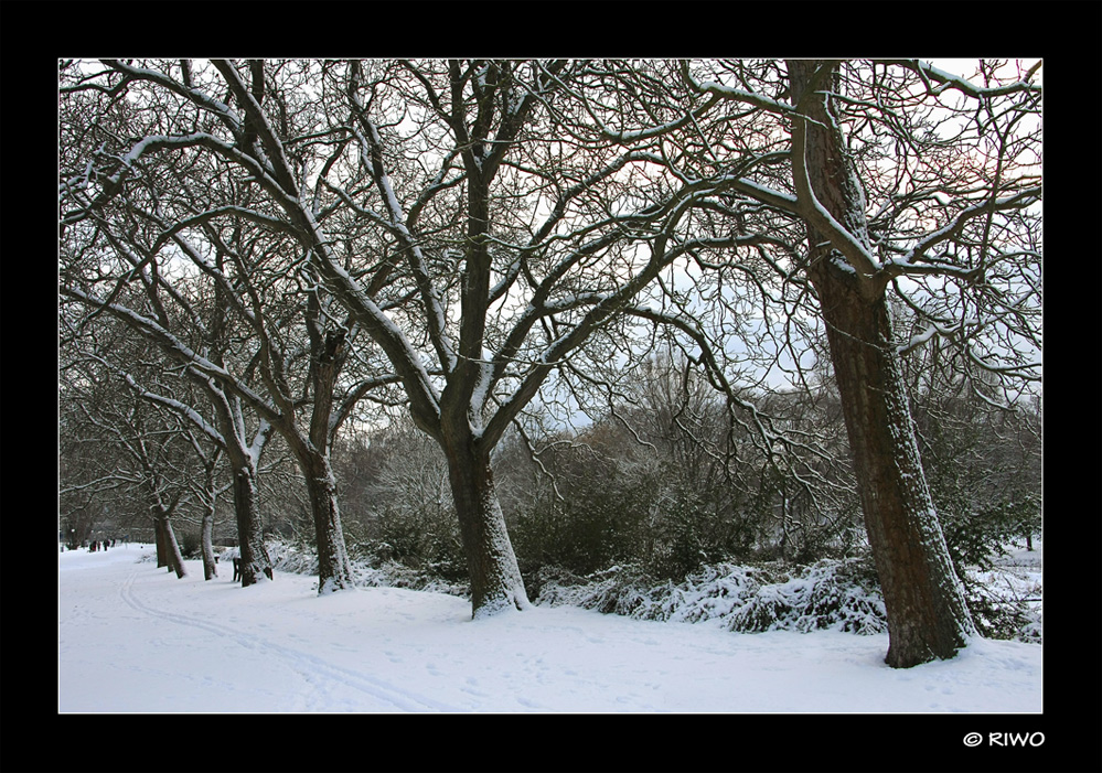 Winter Allee.....