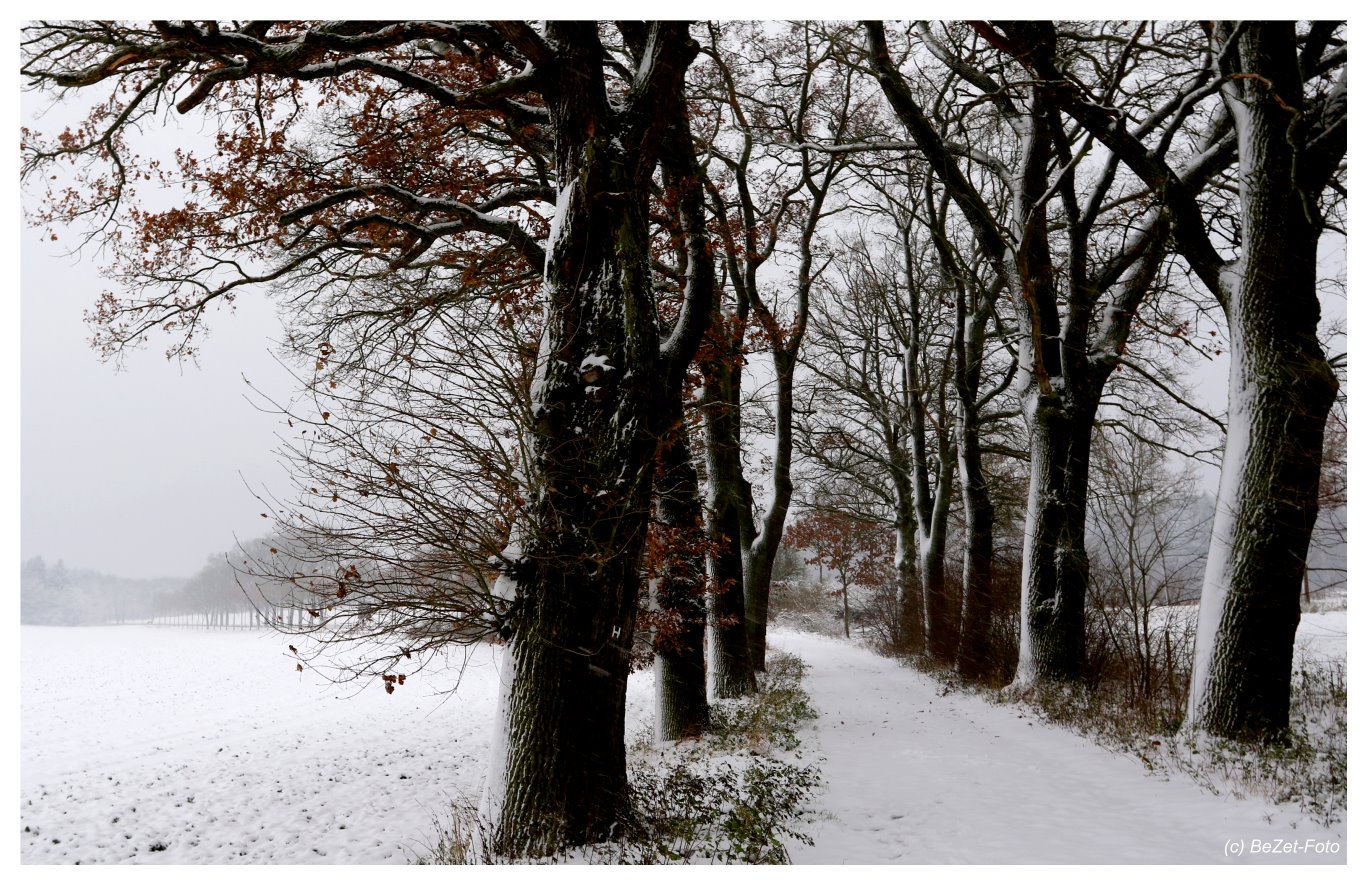 Winter-Allee in Hessisch-Sibirien