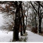 Winter-Allee in Hessisch-Sibirien
