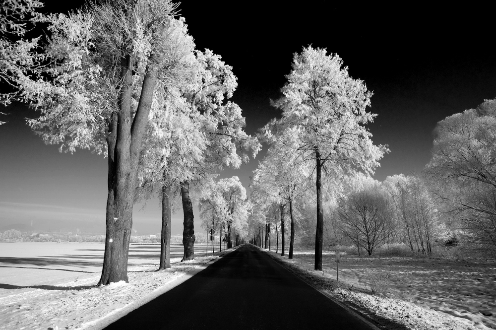 ~Winter Allee~ in SW