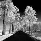 ~Winter Allee~ in SW