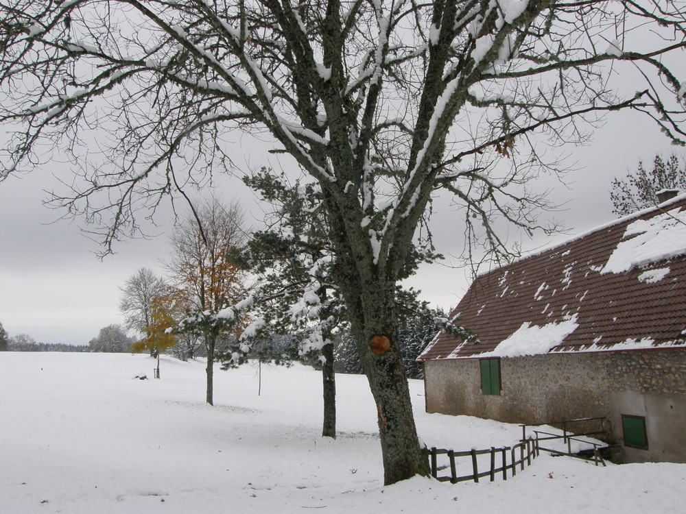 Winter am 31.10.2008 in Deutschland