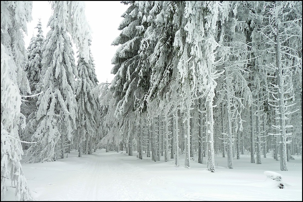 Winter am Albrechtsberg 4