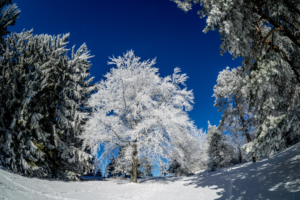 Winter am Albtrauf