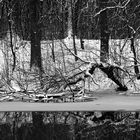 Winter am alten Neckar 3