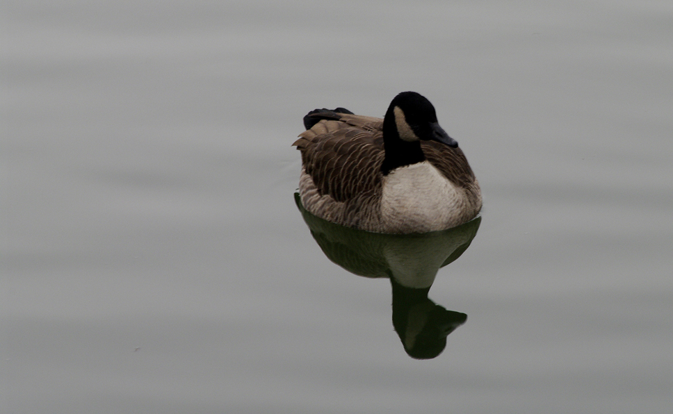 Winter am alten Neckar 4