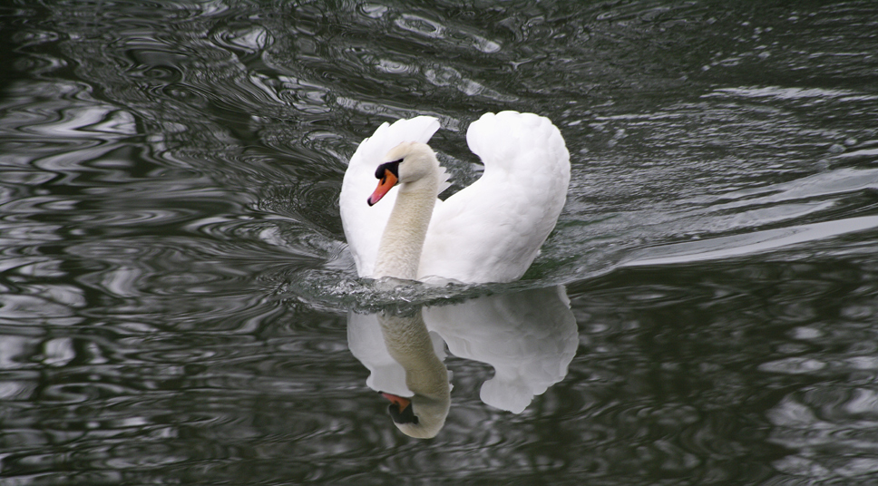 Winter am alten Neckar 5