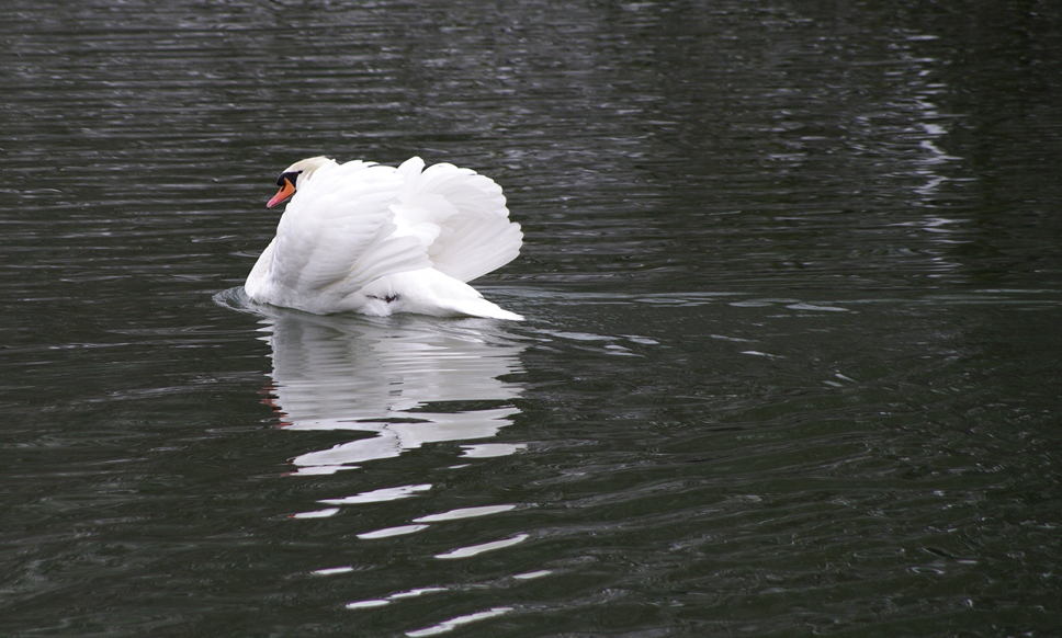 Winter am alten Neckar 6