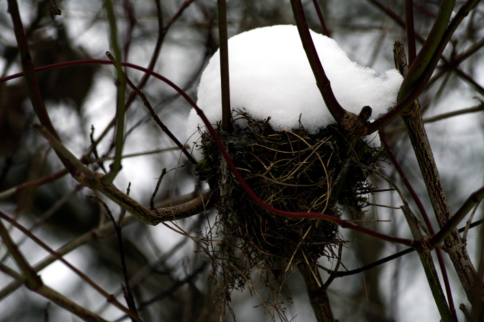 Winter am alten Neckar 8