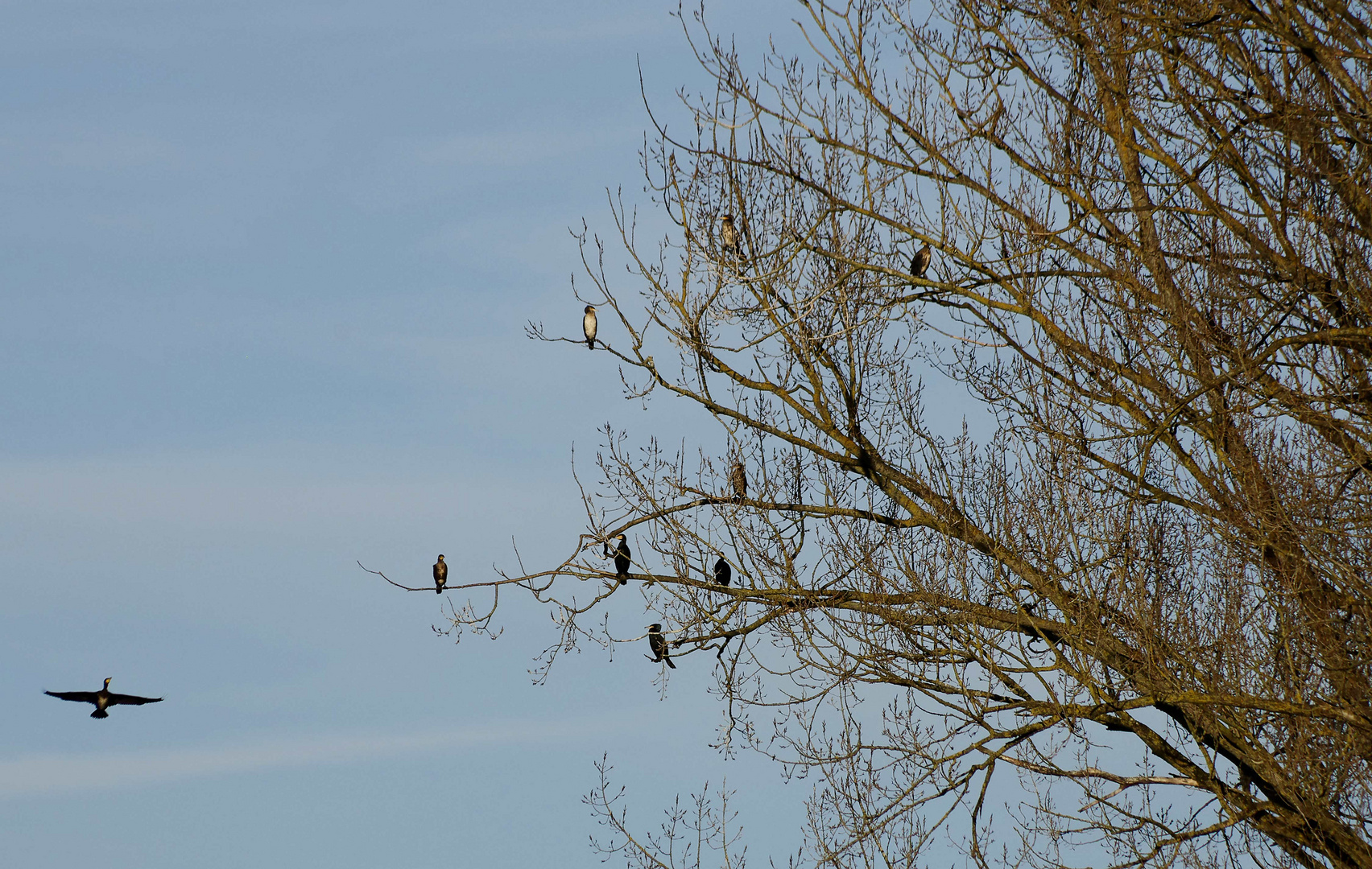 ..Winter am alten Neckar