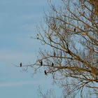 ..Winter am alten Neckar