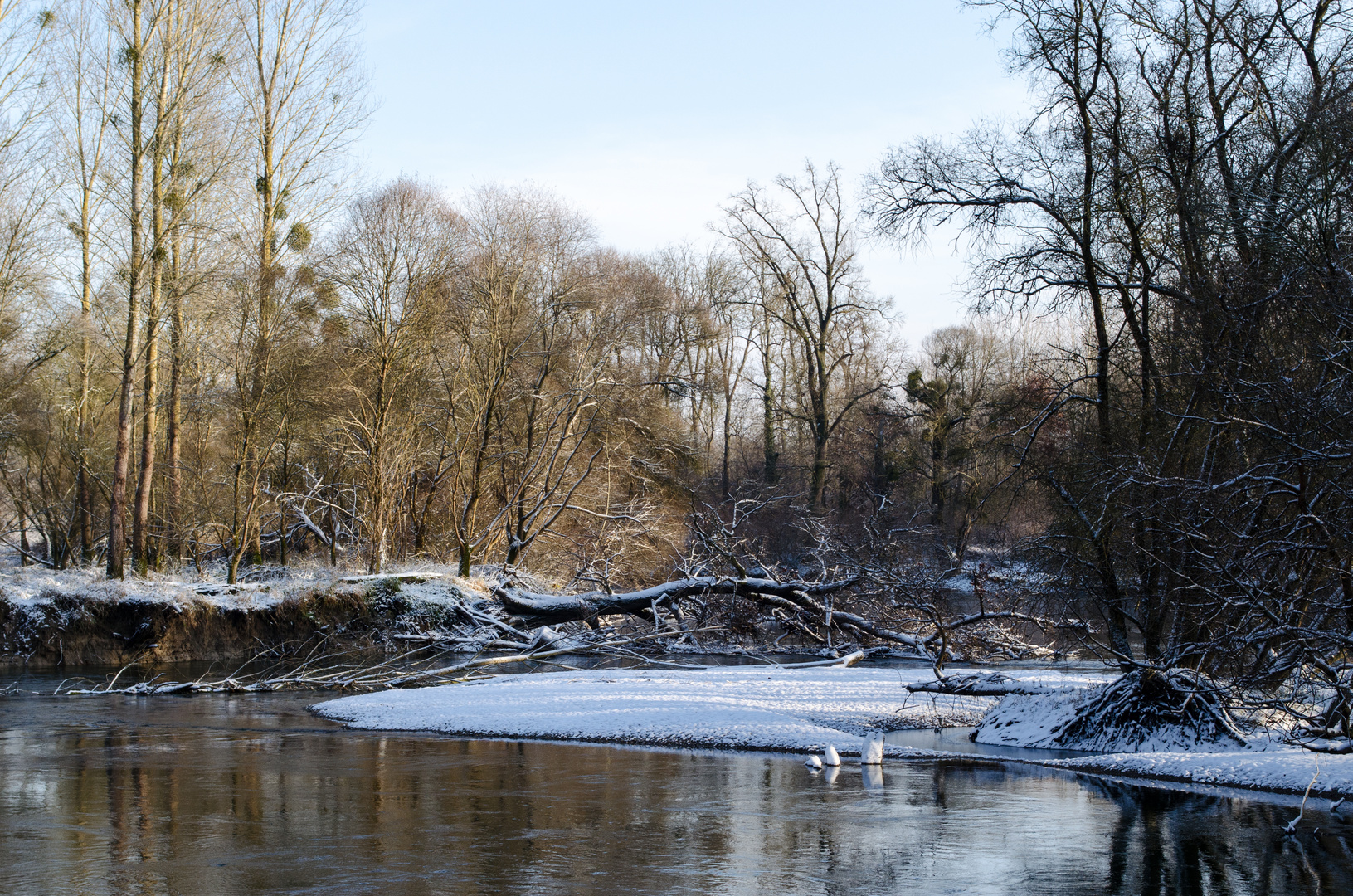 Winter am Altrhein