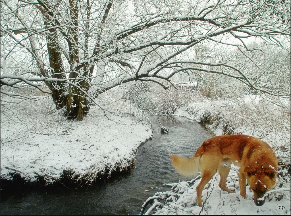 Winter am Bach