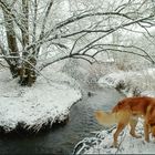 Winter am Bach