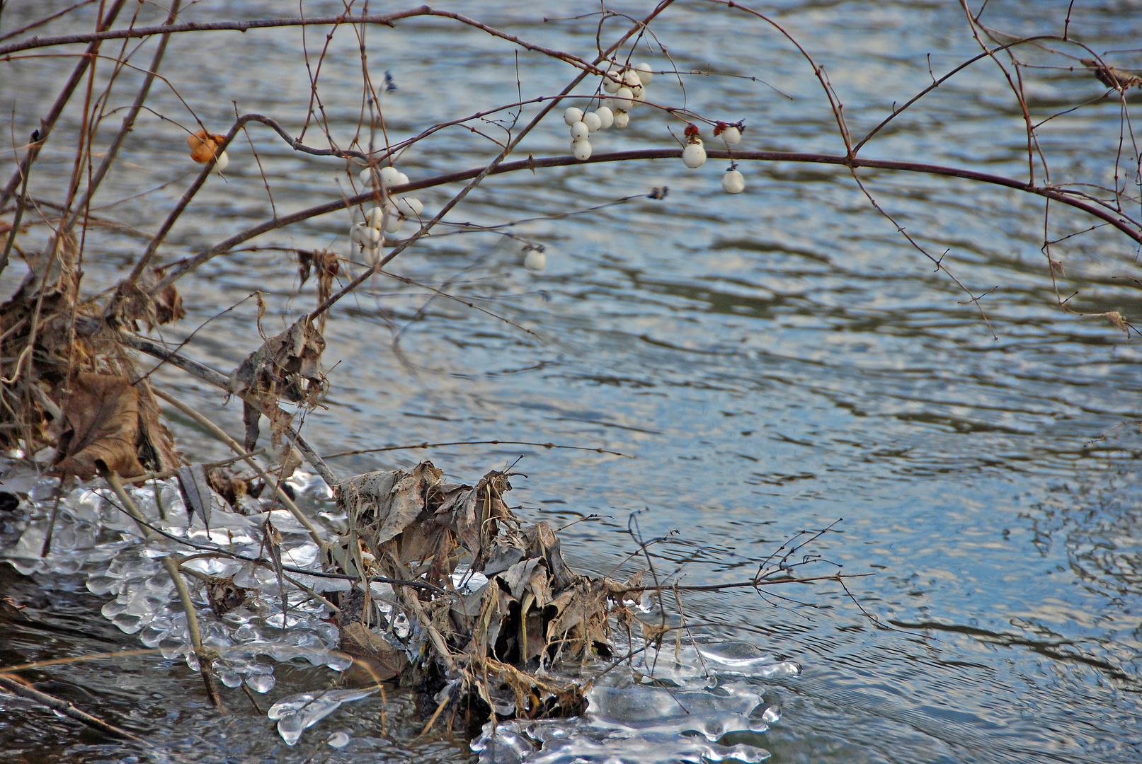 Winter am Bach (8)