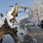 Winter am Bodden - Eine Landschaft zum Träumen