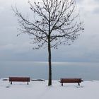 Winter am Bodensee