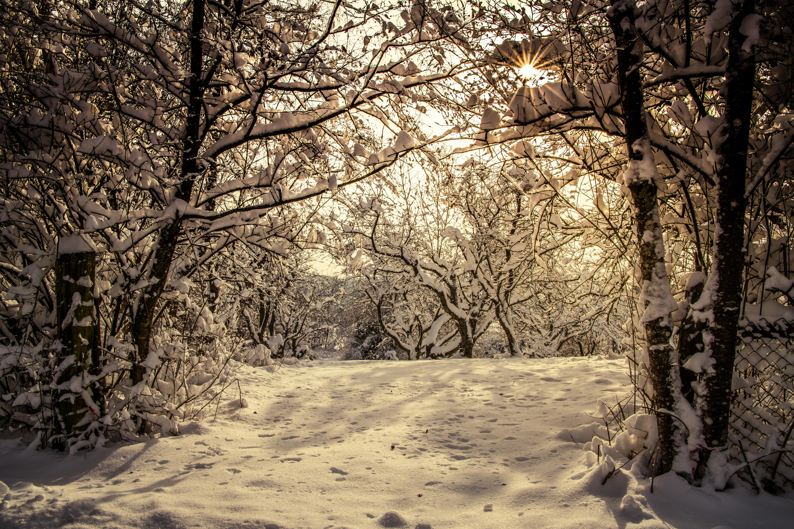 Winter am Bodensee