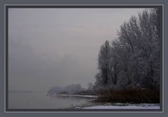 Winter am Bodensee (3)