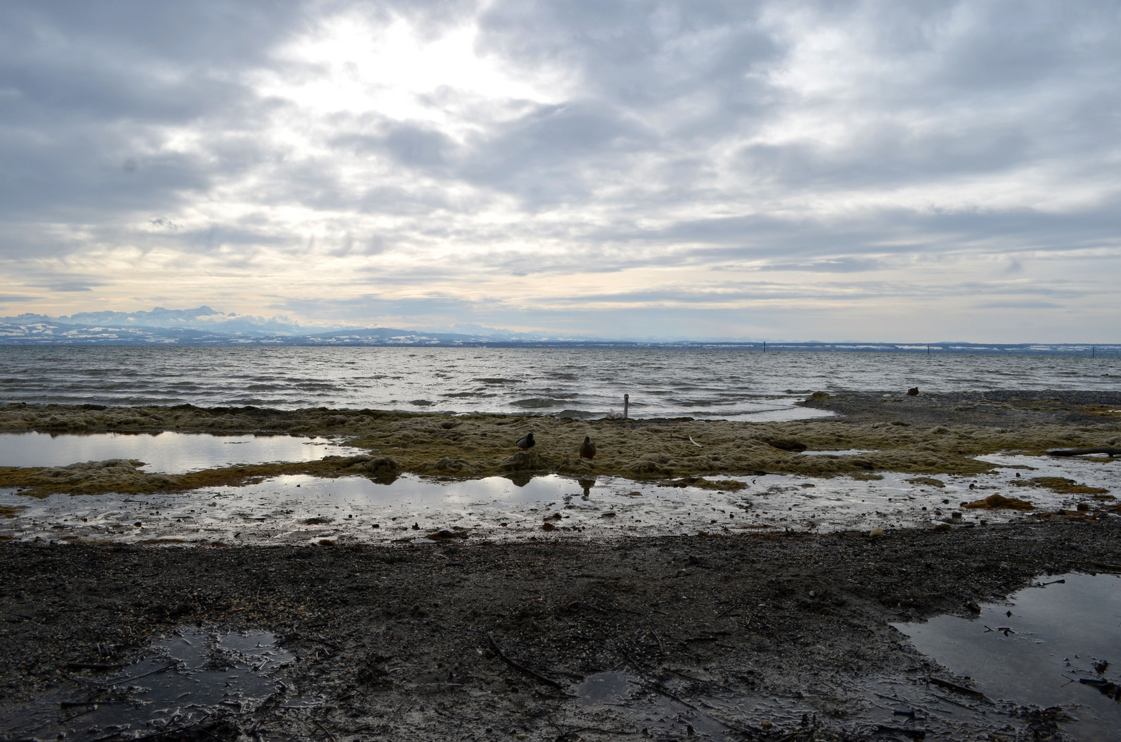 Winter am Bodensee