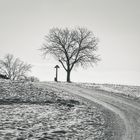 Winter am Bodensee