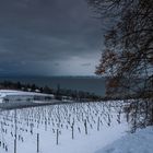 Winter am Bodensee