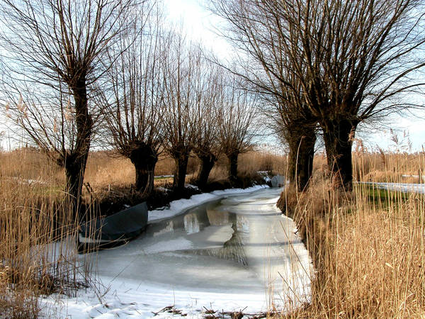 Winter am Bodensee