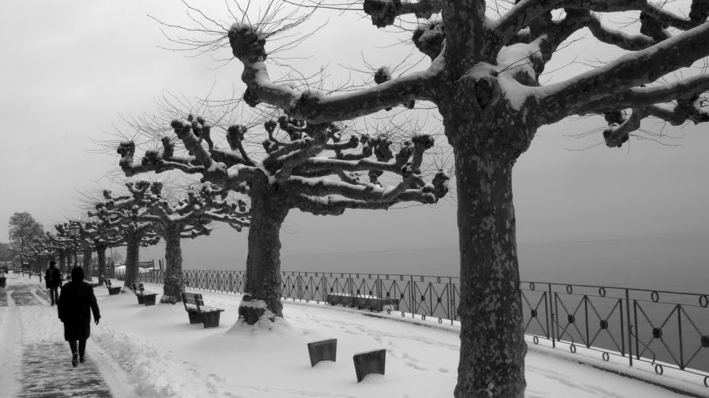 Winter am Bodensee