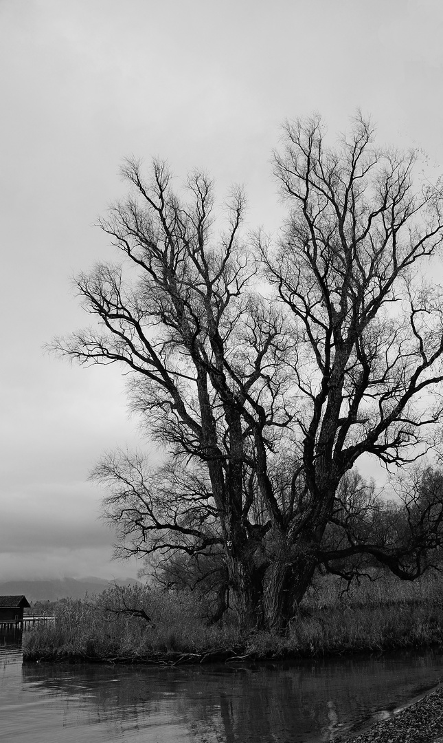 Winter am Chiemsee