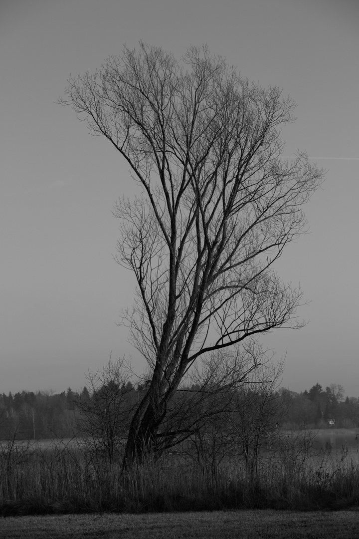 Winter am Chiemseeufer