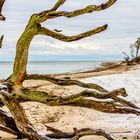 - Winter am Darßer Weststrand -