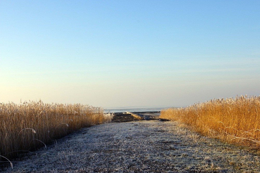 Winter am Dollart (Kanalpolder/Ostfriesland)
