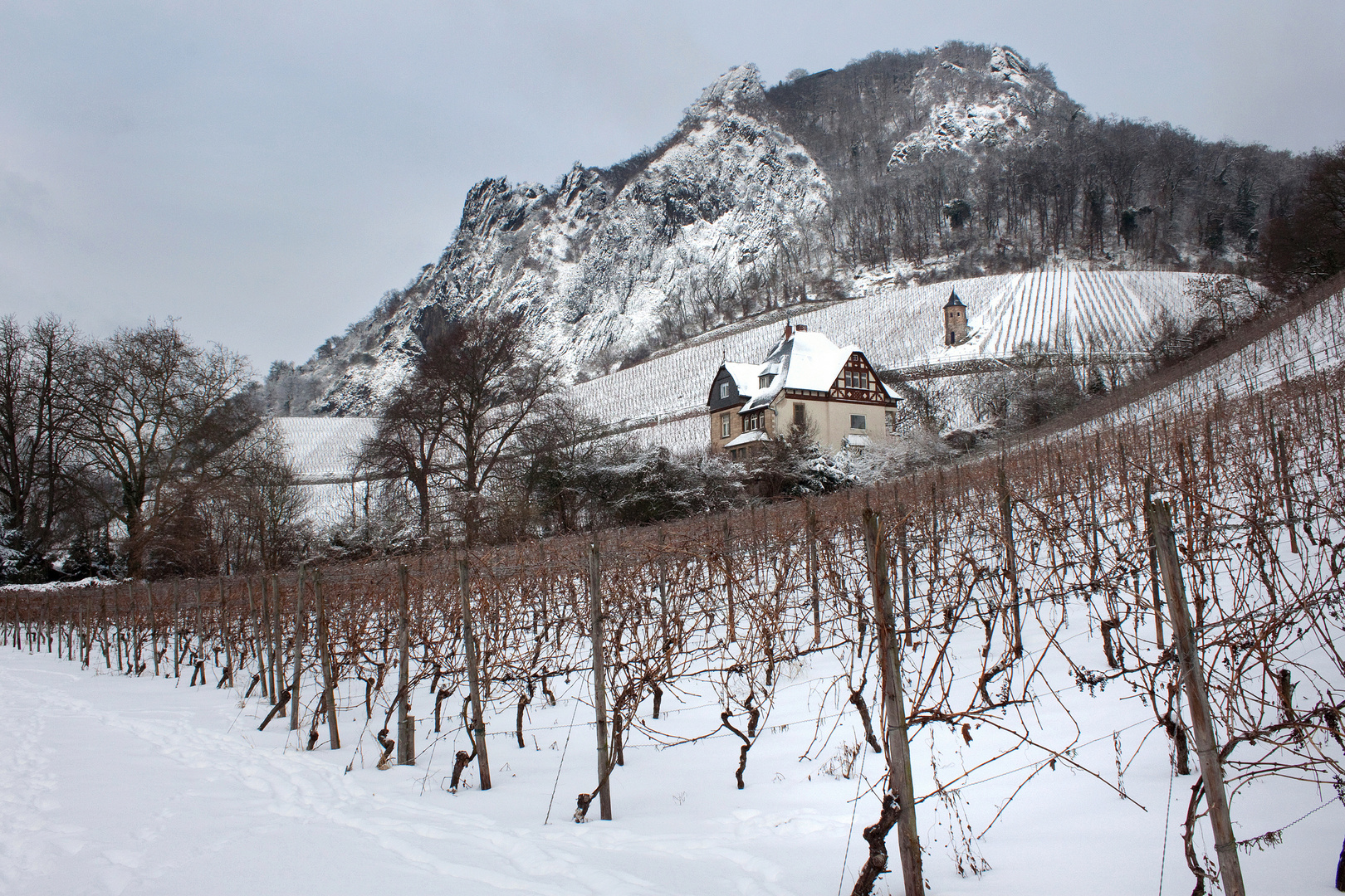 Winter am Drachenfels (Seite Rhöndorf)