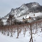 Winter am Drachenfels (Seite Rhöndorf)