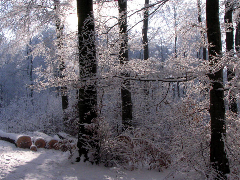 Winter am Egelsee 2