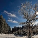 Winter am Erbeskopf