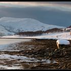 Winter am Fjord