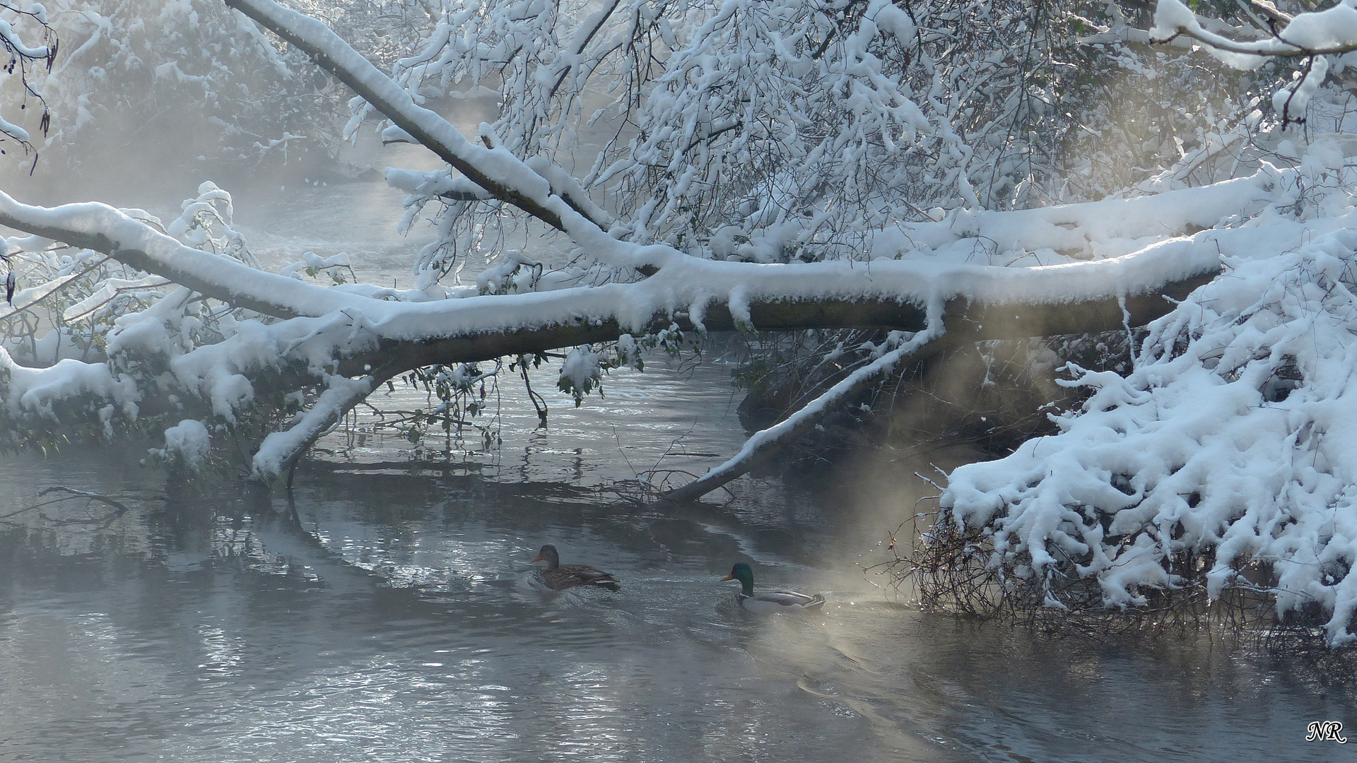 Winter am Fluss