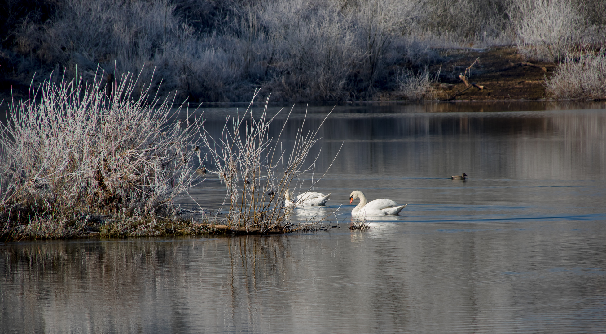 winter am fluss