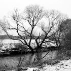Winter am Fluss II