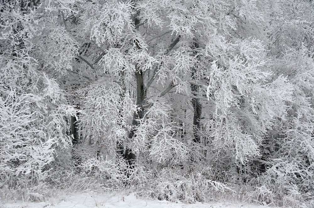 *Winter am Gänsehals*