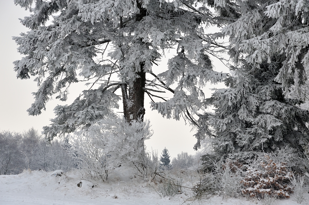 *Winter am Gänsehals II*