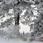 *Winter am Gänsehals II*