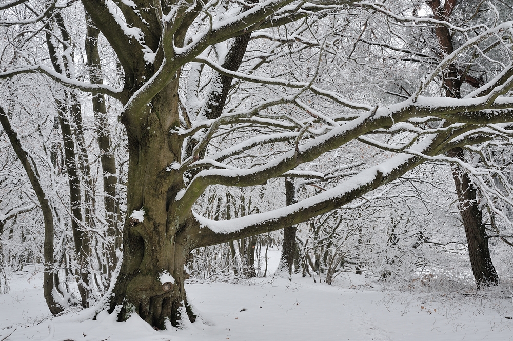 *Winter am Gänsehals III*