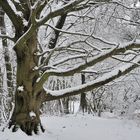 *Winter am Gänsehals III*