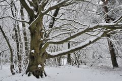 *Winter am Gänsehals III*