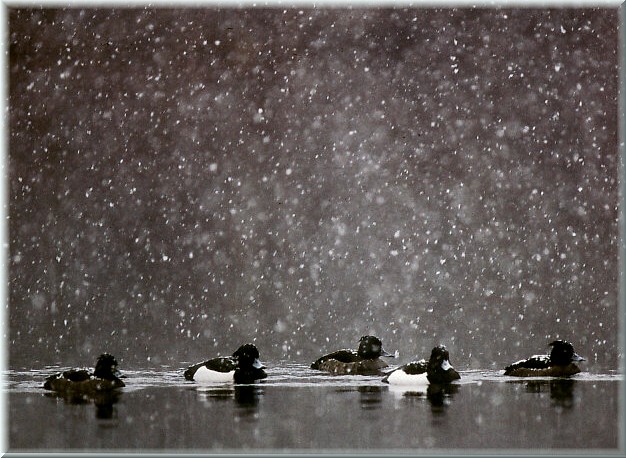 Winter am Genfersee