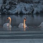 Winter am Gralla Stausee ...